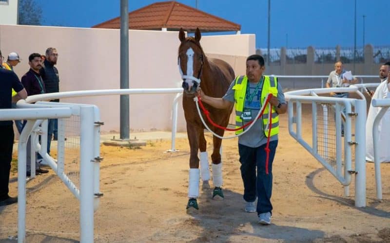 وصول الدفعة الأولى من الجياد   قادمة من أمريكا..  للمشاركة في كأس السعودية (فيديو)…تابع في التقرير