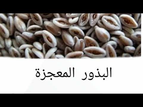 وداعاً للسكري ومضاعفاته.. مشروب البذور المعجزة متوفرة حالياً في الأسواق السعودية يمتص السكر من الدم خلال دقائق