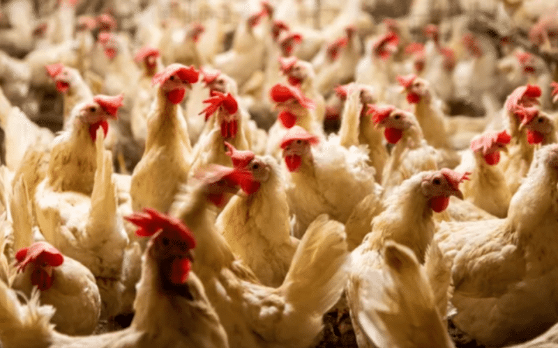 واقعةغريبة.. السجن لصيني قام بتخويف الدجاج حتى الموت