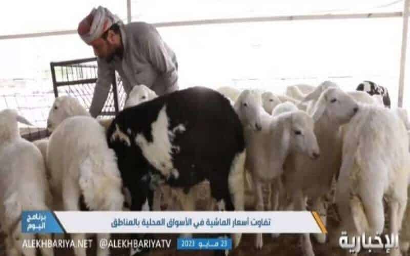 ارتفاع حاد في اسعار المواشي بالسعودية قبل دخول عيد الاضحى .. تعرف على السبب (فيديو)