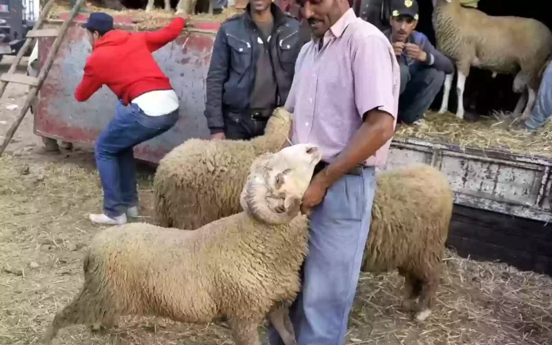 طريقة حجز الأضاحي بأقل سعر عبر الانترنت في السعودية.. جدول بالأسعار