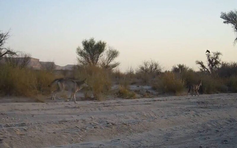 شاهد: كاميرا رصد سعودية توثق إنتشار قطيع من الذئاب في احد محميات الملك عبدالعزيز الملكية!!