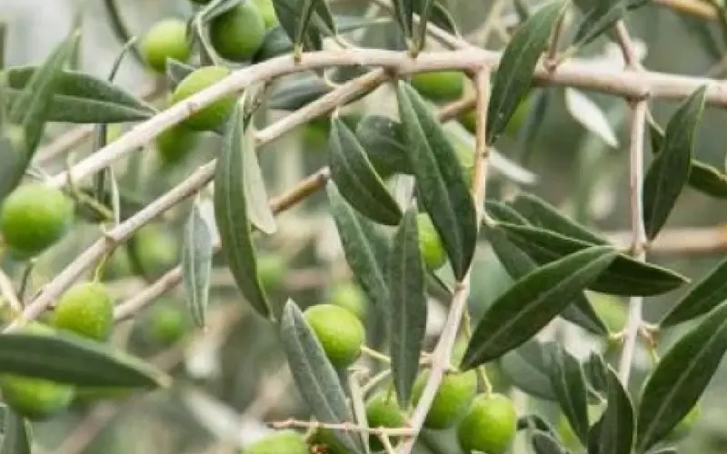 سبحان الله اوراق هذه الشجرة المباركة تغنيك عن كل العلاجات التي تحتاجها ..تعرف عليها الان ولماذا يخفيها عنك الأطباء!؟