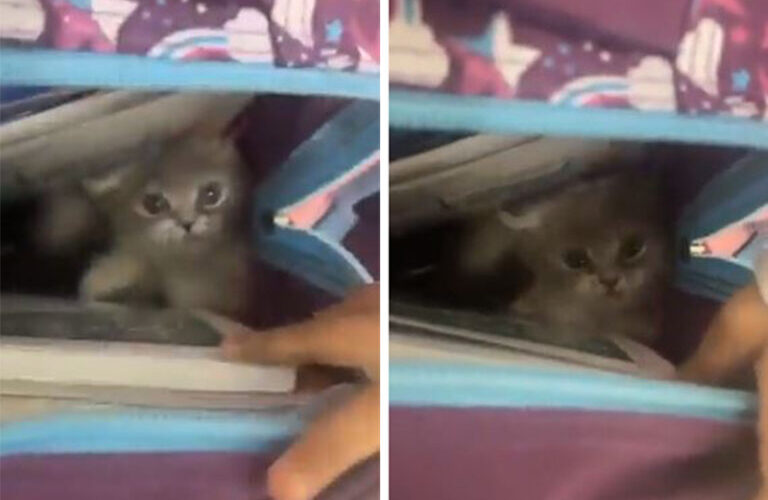 متداول في السعودية: طفلة تصطحب قطة معها داخل الحقيبة الى المدرسة.. شاهد  ردة فعل الي يخافون منها!!