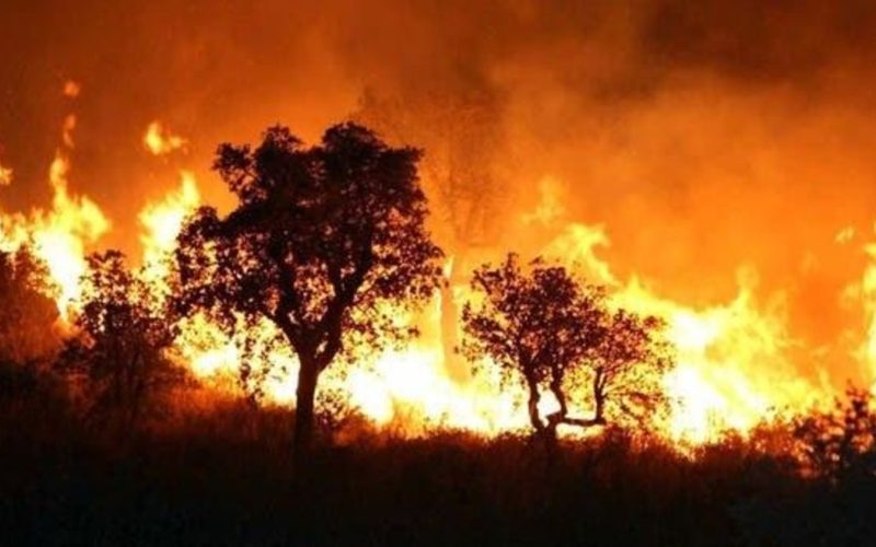 شاهد: حرائق  غابات ضخمة في الجزائر اليوم بعد زلزال المغرب وإعصار ليبيا