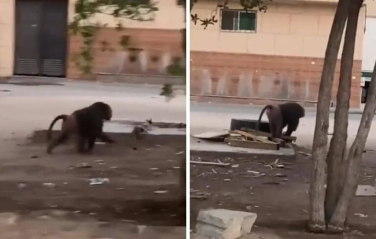 فيديو للقلوب القوية.. قرد ضخم يتجول في منازل أحد احياء الرياض ويقبض على هذا الشئ الذ ملا اصواته المكان