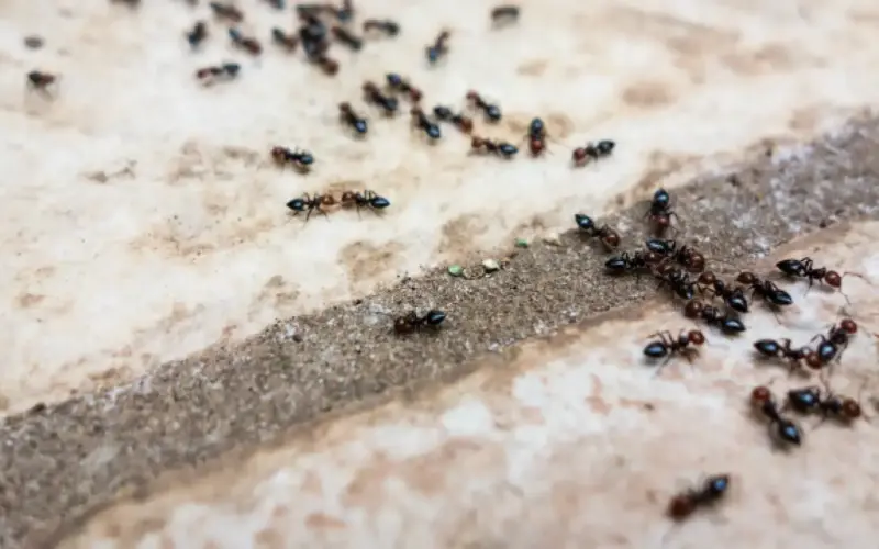 اخطر حيلة على الإطلاق بدون تكاليف لطرد النمل من منزلك نهائيا