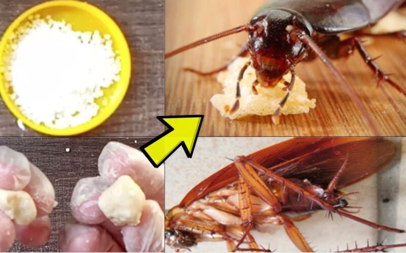 بدون مواد كيميائية.. طريقة بسيطة وفعالة 100% للتخلص من الصراصير والنمل والناموس وطردها من المنزل في دقيقة واحدة