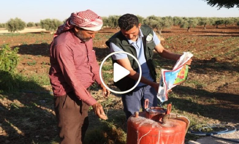 لا توجد إلا في شمال سوريا.. مواطن ينجح في زراعة عشبة نادرة يجني منها آلاف الدولارات كل يوم (فيديو)