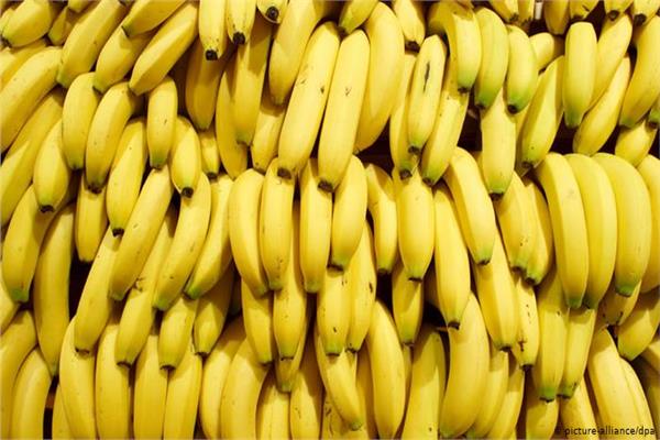 «سم قاتل في فاكهة الموز»… عالم يكشف عن مفاجأة خطيرة بشأن أكل الموز… احذروا هذا النوع من الموز نهائيا!!