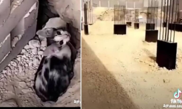 بالفيديو: مقاول سعودي يوقف من تكملة بناء مشروعه بسبب قطة يقال انها “جنية”