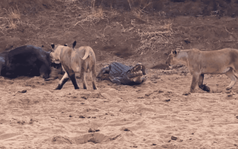 الجوع لا يُقاوم.. شاهد معركة حامية الوطيس بين تمساح ضخم و 3 أسود للسيطرة على الوجبة الثمينة.. لن تصدقوا كيف كانت النهاية!!