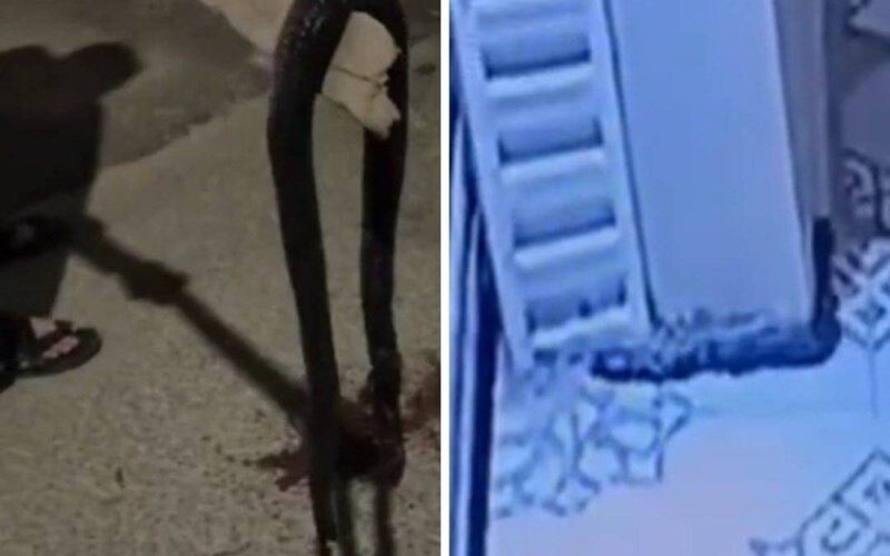 فيديو مرعب.. ثعبان أسود عملاق تسلل إلى منزل مواطن في السعودية وعندما أوشك على التهامه حدثت المفاجأة!!