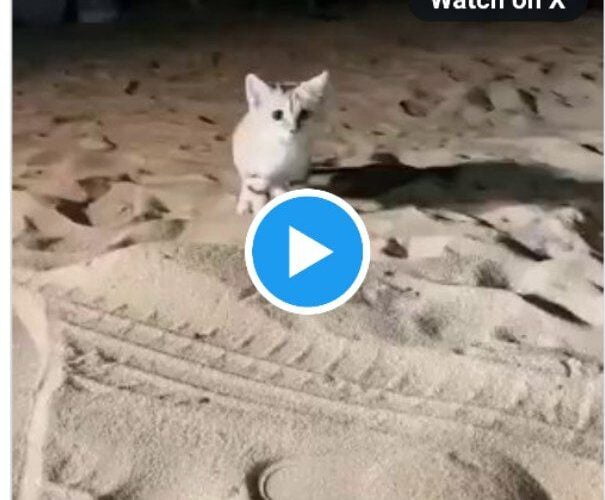 فيديو:سعودي يوثق ظهور حيوان غريب في صحراء السعودية