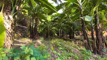 شاهد 25 مزرعة لإنتاج اجود انواع الموز.. تزين هذه القرية السعودية
