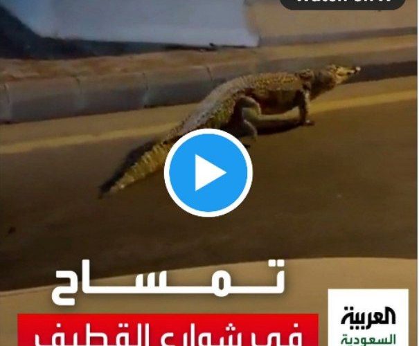 تمساح مرعب يتجول في شوارع السعودية ويصيب السكان بحالة خوف وهلع