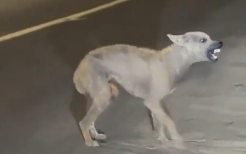 بالفيديو: حيوان مخيف يظهر في السعودية ويثير رعب السكان.. اهربوا من أمامه فإنه أخطر من ما تتخيلون!!