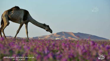 مشاهد فاتنة من صحراء السعودية وهي تكتسي اللون البنفسجي لأول مرة!!