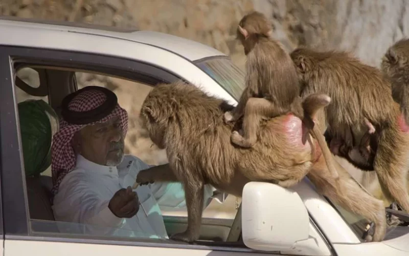 عاجل… عقوبات رادعة وصارمة لصاحب مقطع يعذب قرود البابون بالسعودية