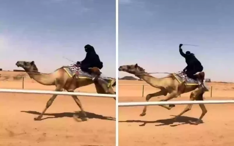 شاهد بالفيديو…  فتاة سعودية تستعرض مهاراتها في ركوب الناقة لكن ماحدث في النهاية كان مرعباً للجميع!