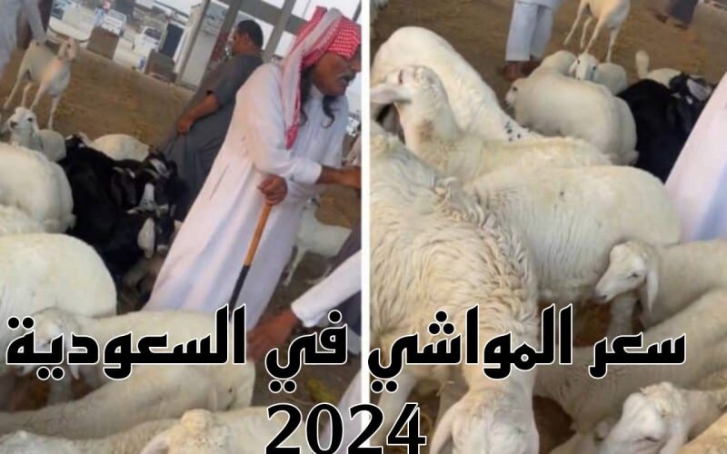 عاجل… ارتفاع جنوني لاسعار المواشي في السعودية قبل عيد الأضحى المبارك!!