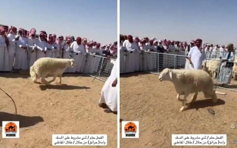 مقطع فيديو مثير: حراج خروف يباع بمبلغ قياسي يصل إلى 74 ألف ريال في سوق الخميس بالطائف