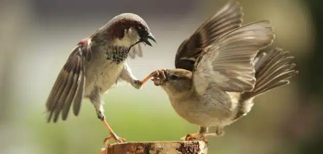 عبارات عن الخيانة الزوجية