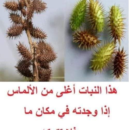 الذهب الأخضر: هذا النبات الذي هو أثمن من الذهب الأصفر اذا عثرت عليه سوف تصبح ملياردير!