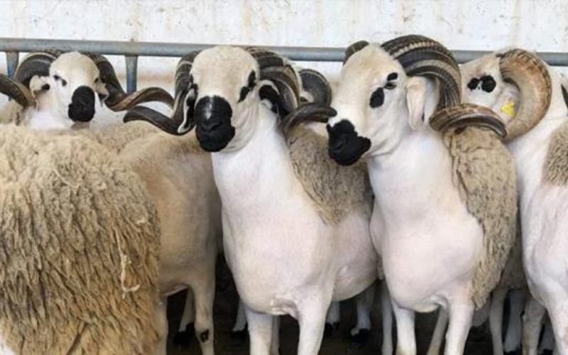 عاجل… البيئة تكشف عن عدد الماشية التي متواجدة في اسواق الرياض.. الرقم صادم وغير متوقع